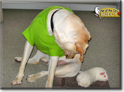 Buddy, the Pet of the Day