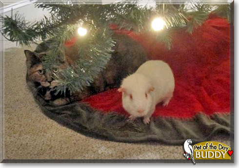 Buddy, the Pet of the Day