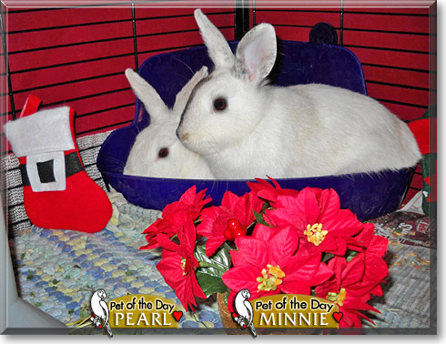 Minnie, Pearl, the Pet of the Day