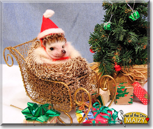 Maizy, the Pet of the Day Maizy, the Pet of the Day