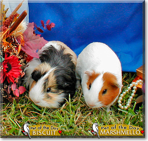 Biscuit, Marshmello, the Pet of the Day Biscuit, Marshmello, the Pet of the Day