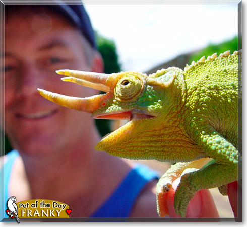 Franky, the Pet of the Day Franky, the Pet of the Day