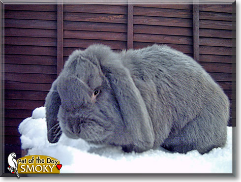 Smoky, the Pet of the Day Smoky, the Pet of the Day