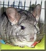 Winston the Standard Chinchilla