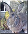 Bernard the Giant Rabbit