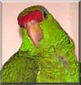 Boomer the Amazon Red Head