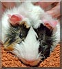 Sooty the Abyssinian Guinea Pig