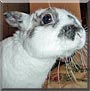 Abby the Dwarf Rabbit