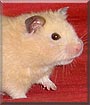 Peanut the Hamster