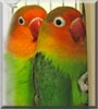 Claudia, Maxis the Lovebirds