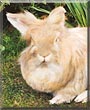 Jamie the Lionhead mix
