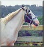 Alonso the Horse