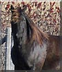 Draco the Friesian, Morgan