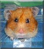 Honey the Long haired Hamster