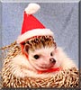 Maizy the African Pygmy Hedgehog