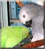 Jambert, JJ the African Grey, Indian ringneck