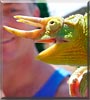 Franky the Jackson's Chameleon