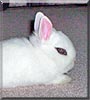 Nemo the Dwarf Hotot Rabbit