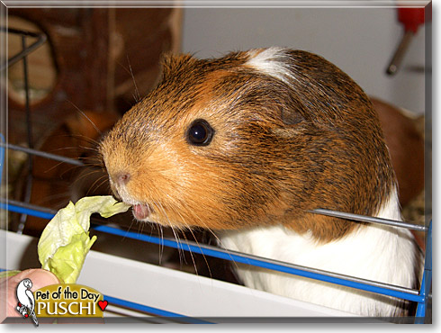 Puschi, the Pet of the Day