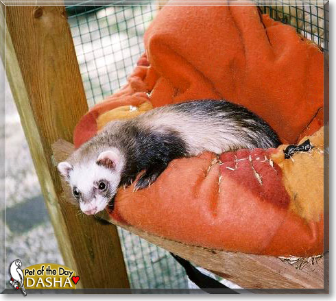 Dasha, the Pet of the Day Dasha, the Pet of the Day