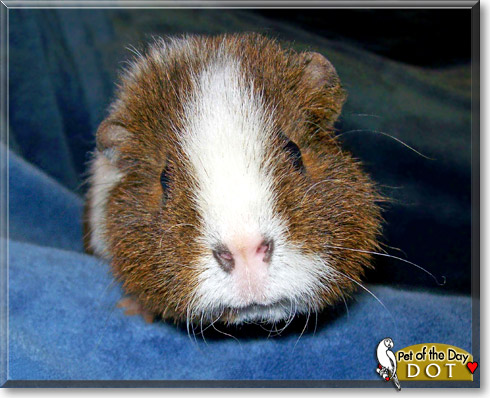 Dot, the Pet of the Day Dot, the Pet of the Day