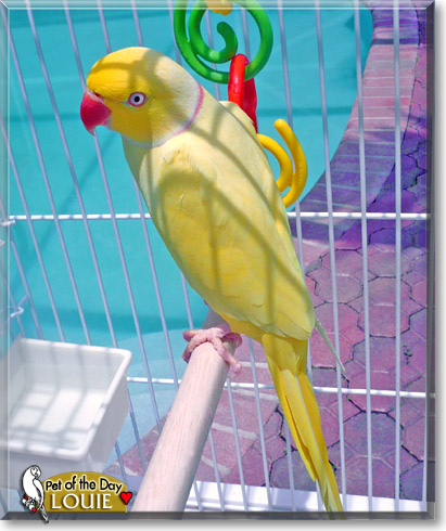 Louie, the Pet of the Day Louie, the Pet of the Day
