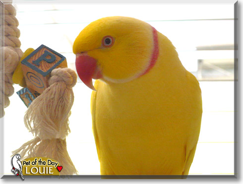 Louie, the Pet of the Day