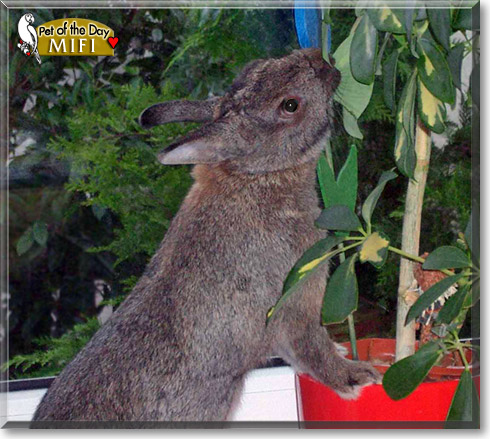 Mifi, the Pet of the Day