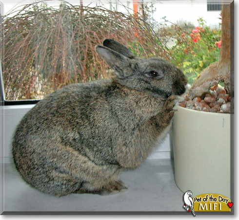 Mifi, the Pet of the Day