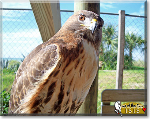 Isis, the Pet of the Day Isis, the Pet of the Day