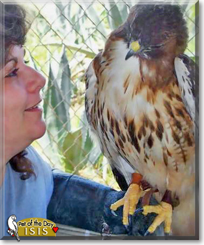 Isis, the Pet of the Day Isis, the Pet of the Day