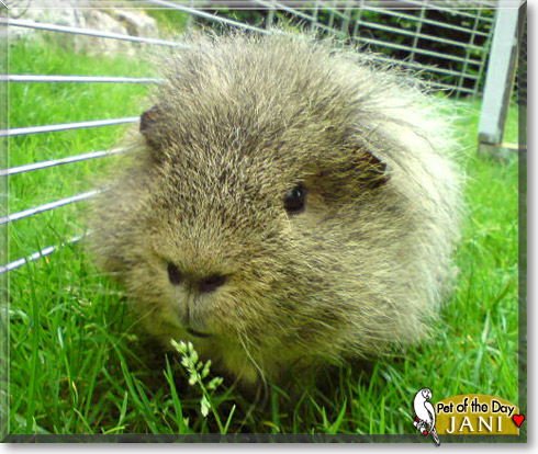 Jani, the Pet of the Day Jani, the Pet of the Day
