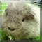 Pet of the Day