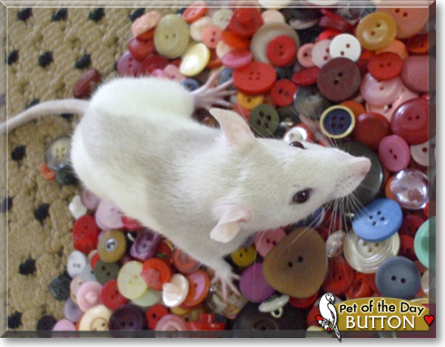 Button, the Pet of the Day Button, the Pet of the Day