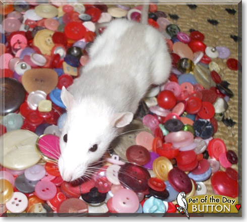 Button, the Pet of the Day Button, the Pet of the Day