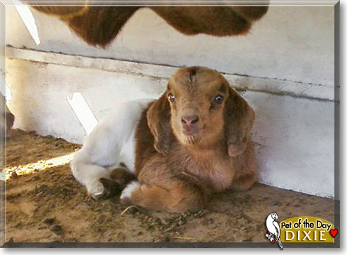 Dixie, the Pet of the Day