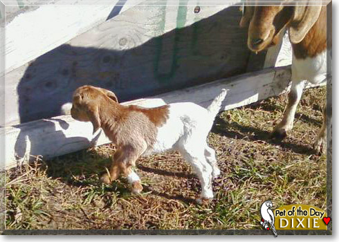 Dixie, the Pet of the Day