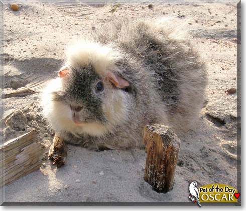 Oscar, the Pet of the Day Oscar, the Pet of the Day