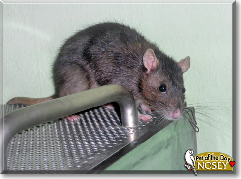 Nosey, the Pet of the Day Nosey, the Pet of the Day