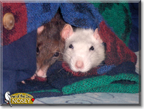Nosey, the Pet of the Day Nosey, the Pet of the Day