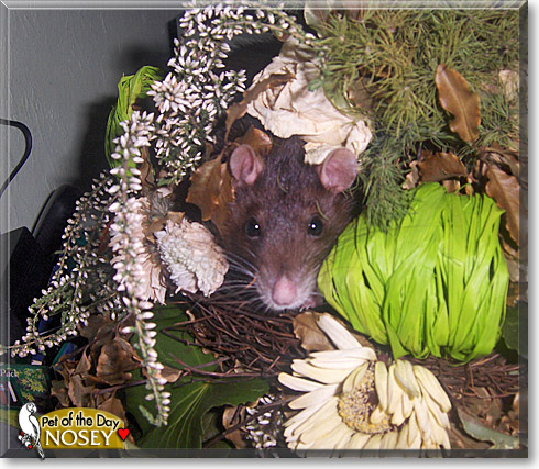 Nosey, the Pet of the Day Nosey, the Pet of the Day