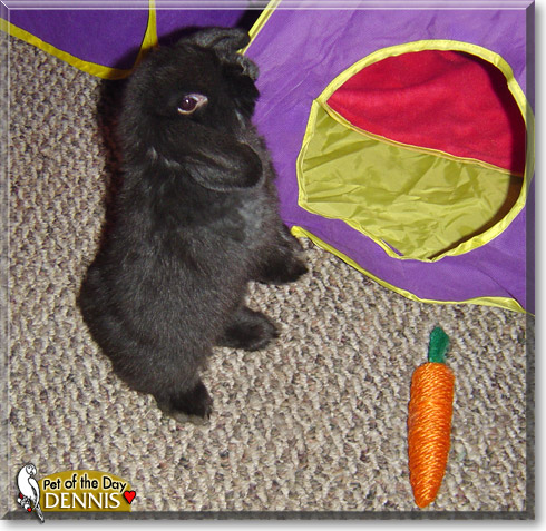 Dennis Hopper, the Pet of the Day Dennis Hopper, the Pet of the Day