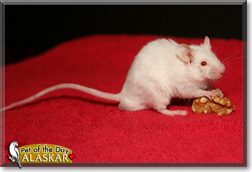 Alaskar, the Pet of the Day