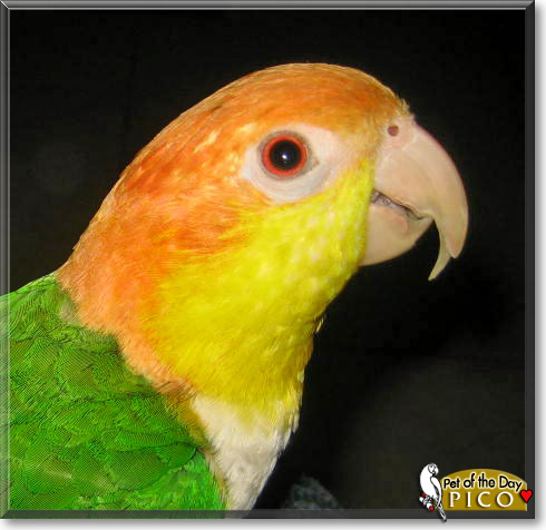 Pico, the Pet of the Day Pico, the Pet of the Day