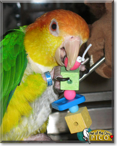 Pico, the Pet of the Day Pico, the Pet of the Day
