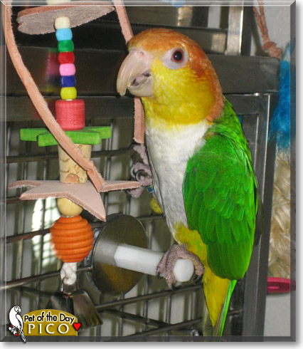 Pico, the Pet of the Day Pico, the Pet of the Day