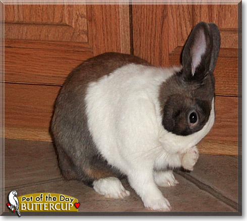 Buttercup, the Pet of the Day Buttercup, the Pet of the Day
