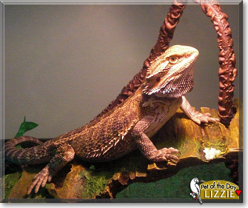 Lizzie, the Pet of the Day Lizzie, the Pet of the Day