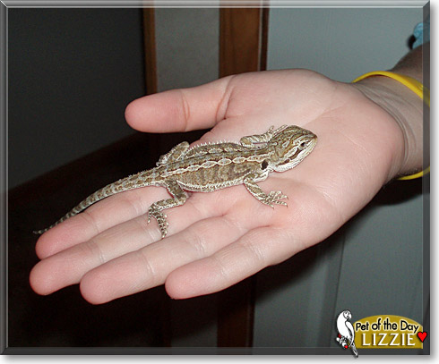 Lizzie, the Pet of the Day