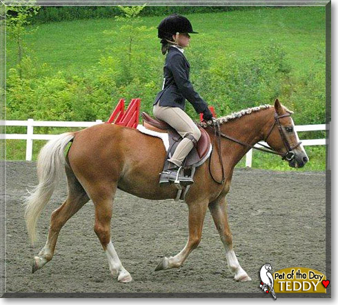 Teddy, the Pet of the Day